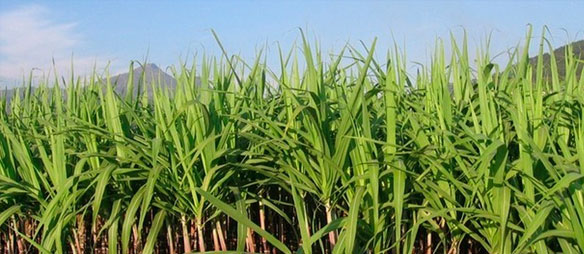 sugar Cane plantation
